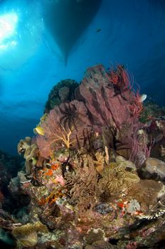 An enormous barrel sponge is the jewel in the crown on th... by Erin Quigley 